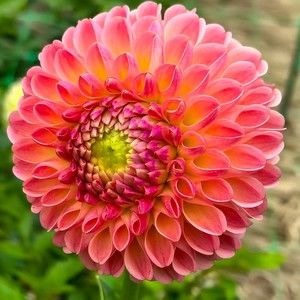 Meet your Posher, Gretchen